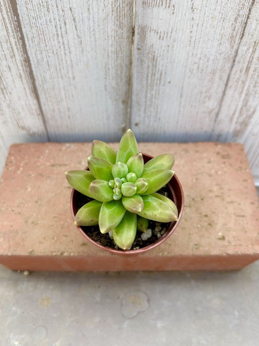 多肉植物 コンパクツム　寄せ植えに。_画像2