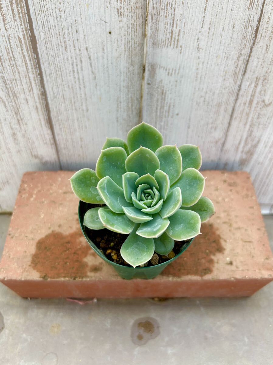 多肉植物 ムーンフェアリー　寄せ植えに。_画像2