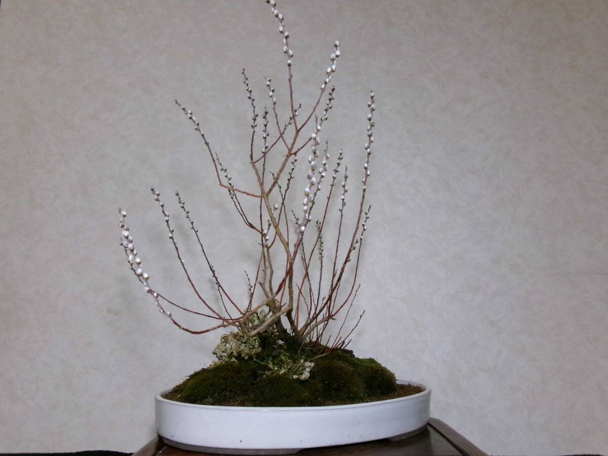 超希少 珍品 可愛らしい白花 四万十猫柳 ネコヤナギ 風情ある株立ち仕立て 持込の貴風盆栽 樹高39センチ（地際から30センチ）の画像8