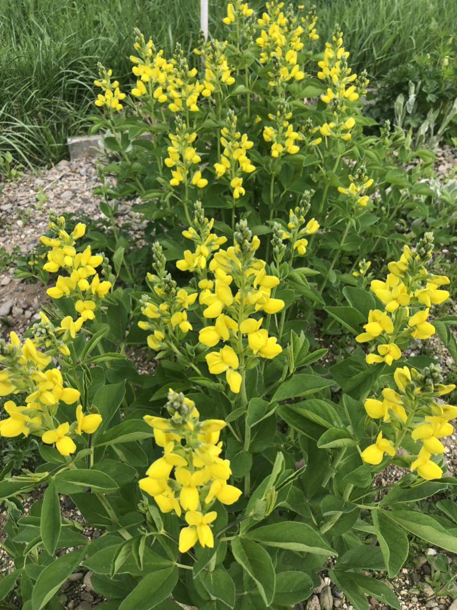 花種　千代萩　センダイハギ　宿根　多年草　約20粒　北海道より_画像4