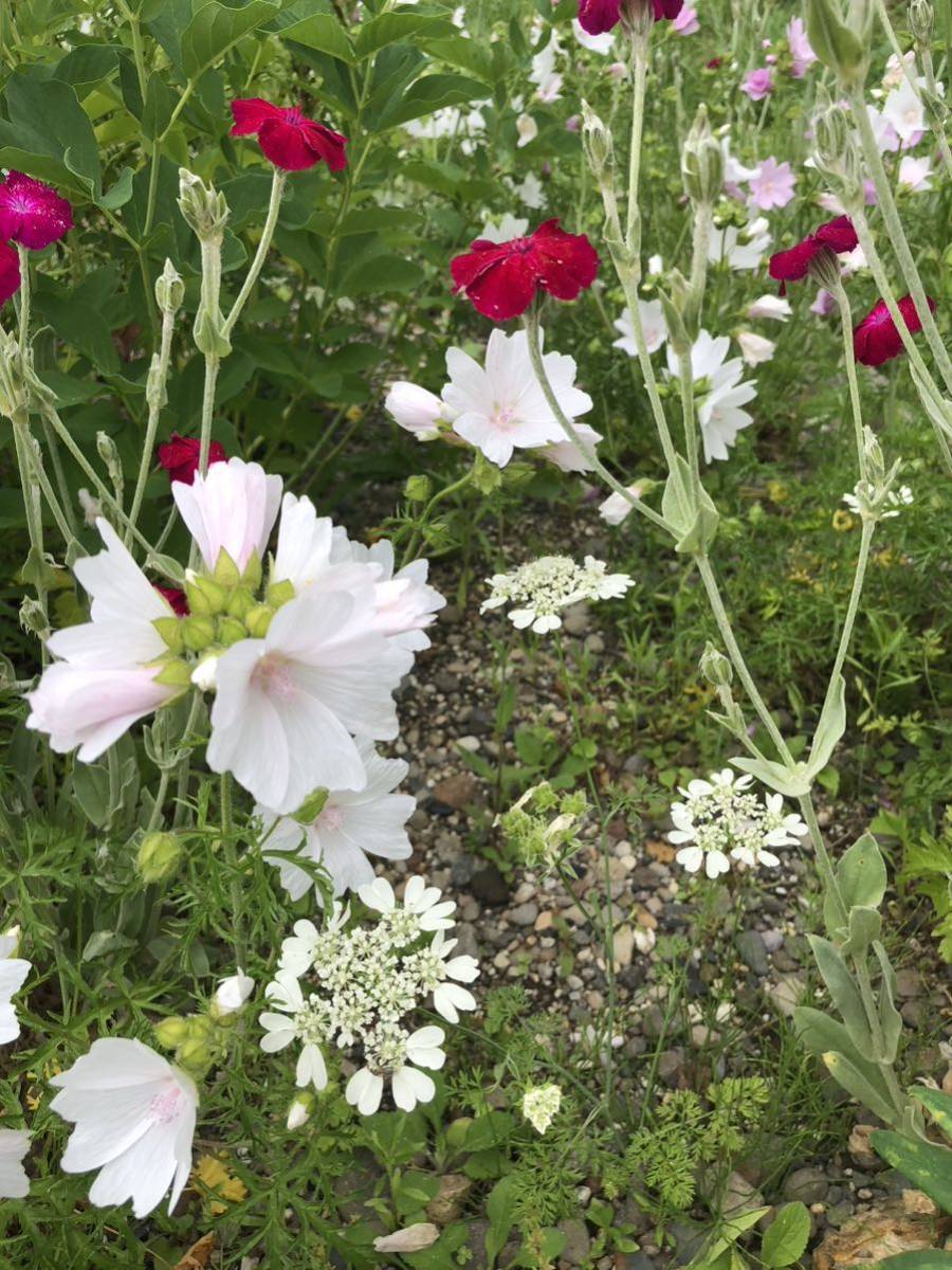 ムスクマロー　種　ピンク　宿根草　可愛い　花殻約10個　北海道より_画像6