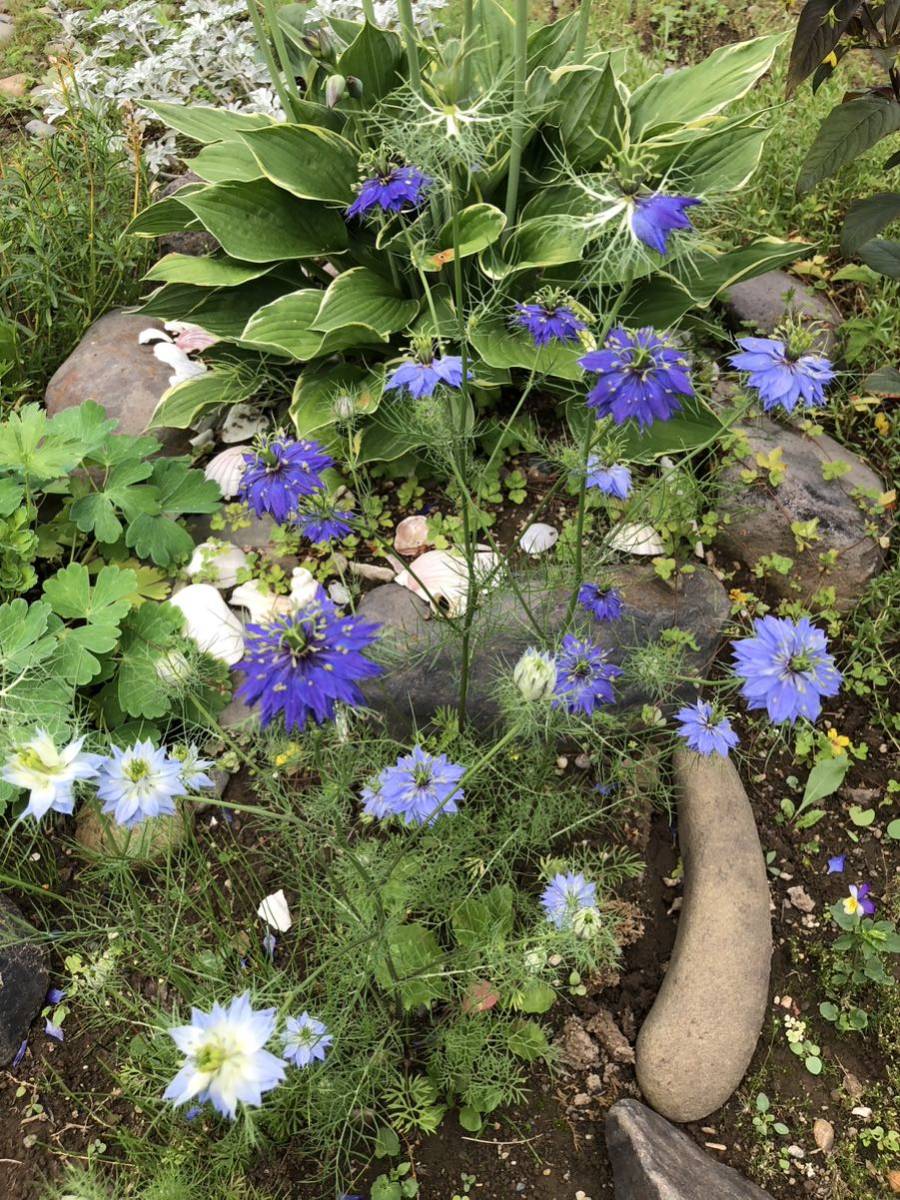 花種　ニゲラ　クロタネソウ　一年草　３色ミックス　約20粒　北海道より_画像2