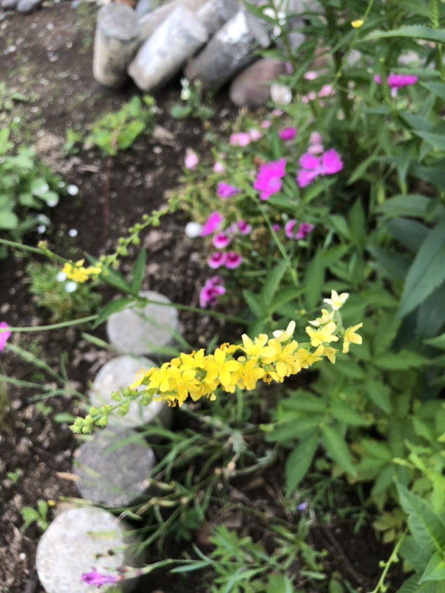  flower kind gold mizhiki wild grasses . root . flower . approximately 5 bead Hokkaido ..