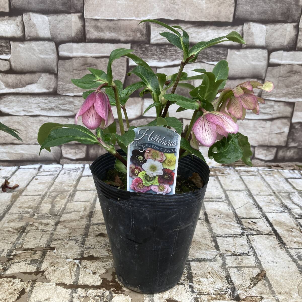 * Christmas rose double 5 number pot various 6 pot set 3 month 24 day photographing reality goods I