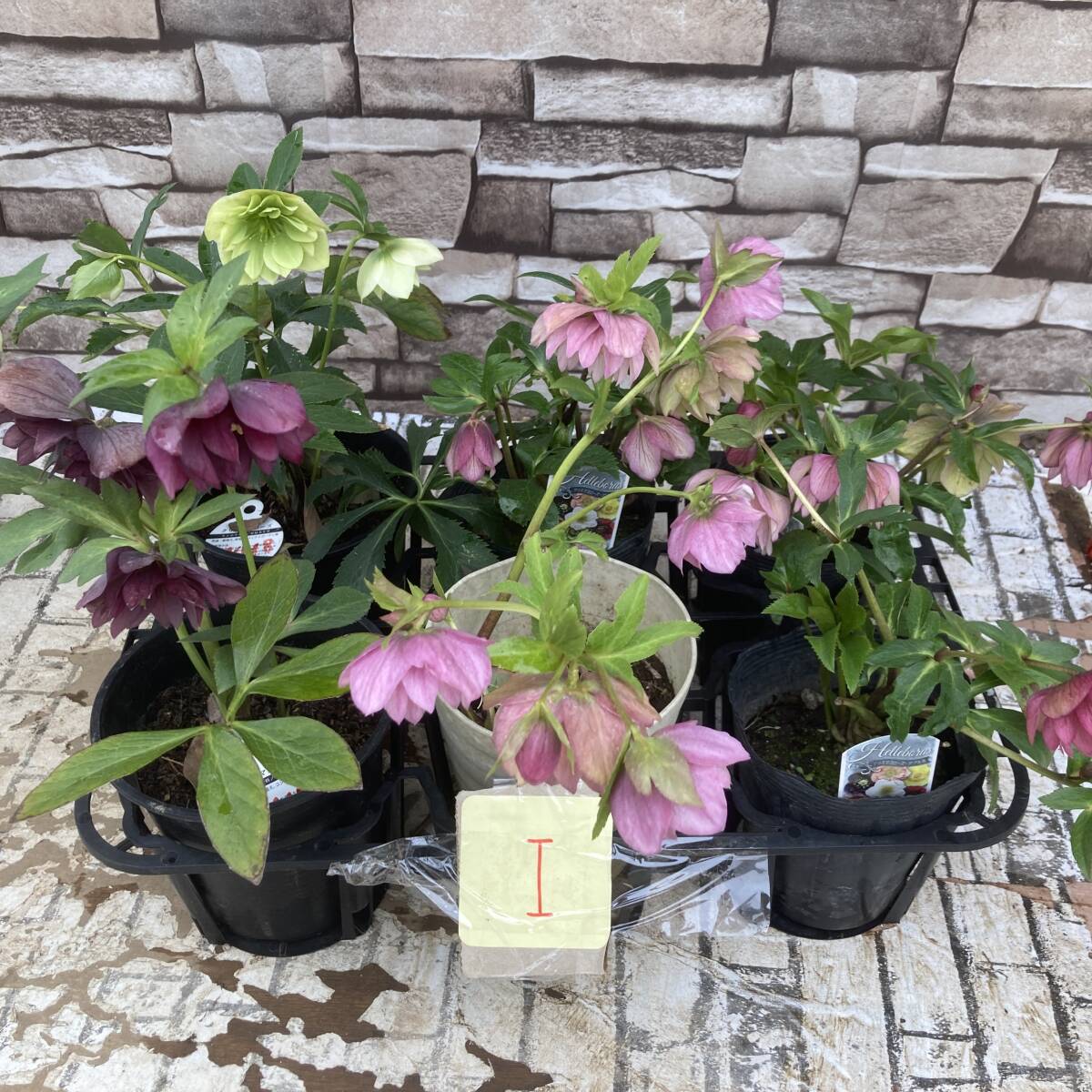 * Christmas rose double 5 number pot various 6 pot set 3 month 24 day photographing reality goods I