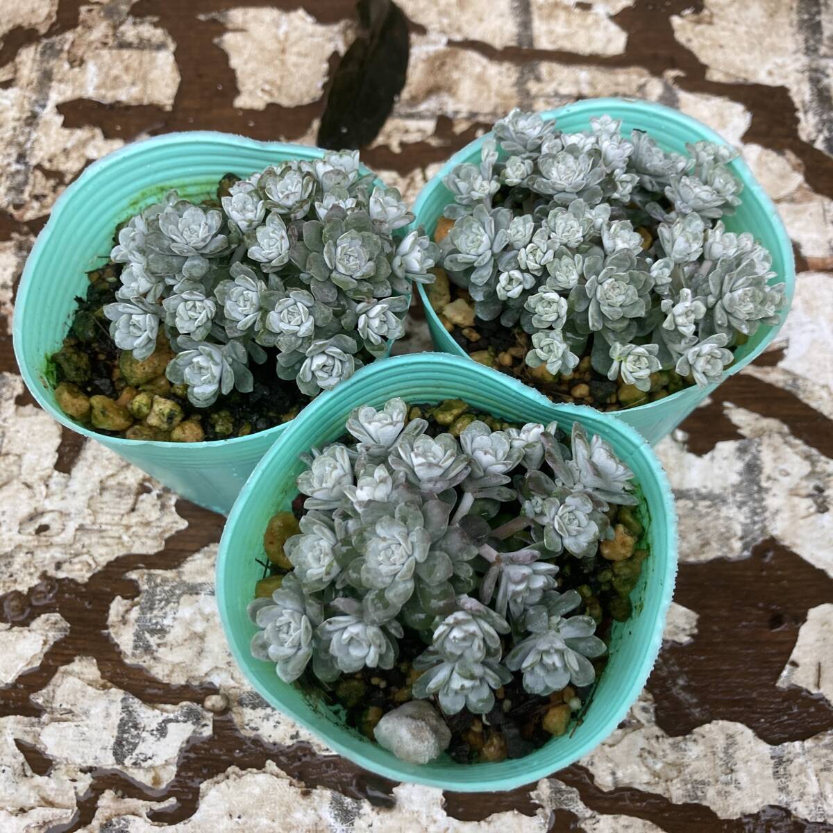 ★春の多肉植物　数量５　セダム　白雪ミセバヤ　３ポット_画像4