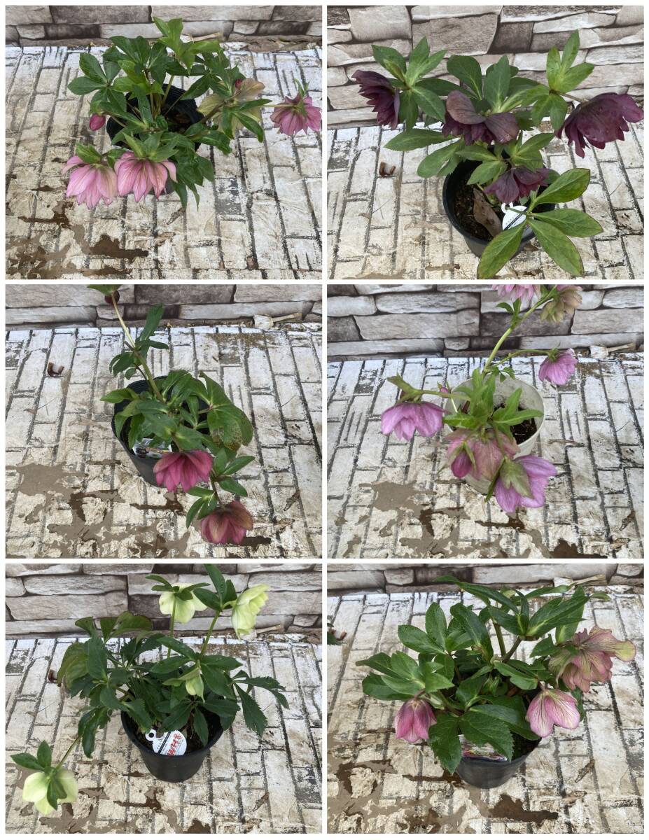 * Christmas rose double 5 number pot various 6 pot set 3 month 24 day photographing reality goods I