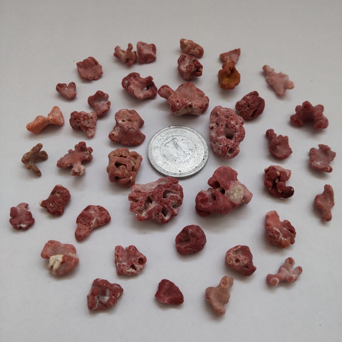 赤珊瑚 赤サンゴ 珊瑚 サンゴ 欠片 カケラ かけら セット 貝がら 貝殻 貝 微小貝 天然 ハンドメイド 材料 素材 パーツ 工作 コレクションの画像5