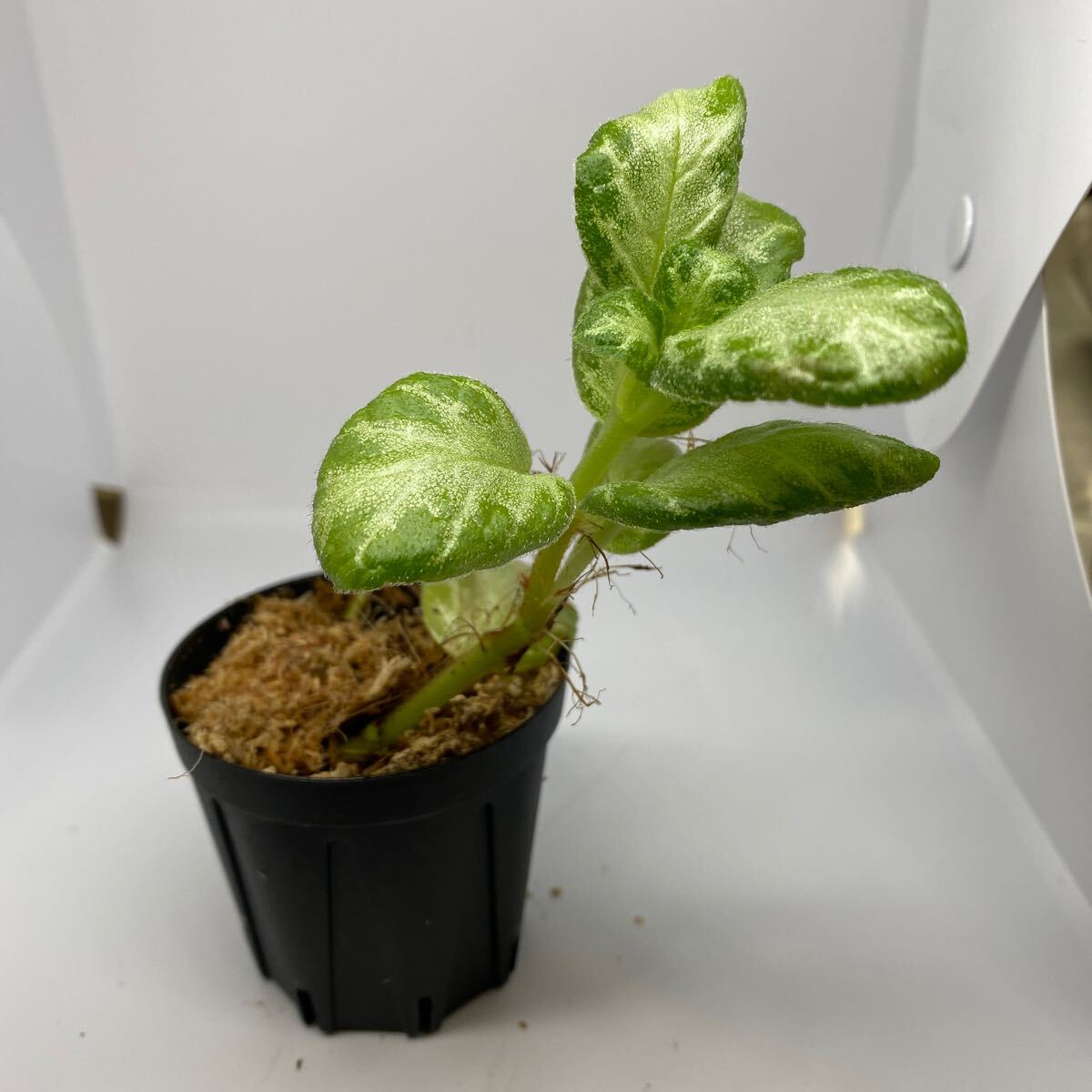 エピスシア　クプレアタ　Episcia cupreata　ジメジメ系　熱帯植物　パルダリウム_画像3