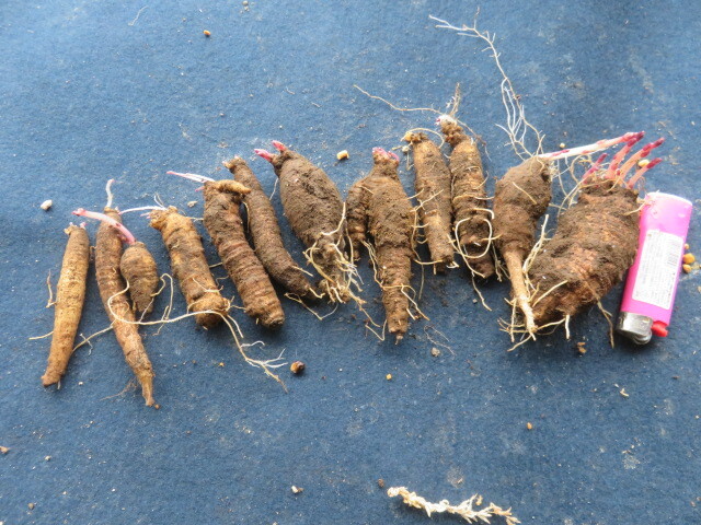  fields and mountains grass last exhibition tsuru person Gin pictured carrot all part. exhibition flower is unexpected . beautiful outside fixed form no. four kind 394 jpy shipping 