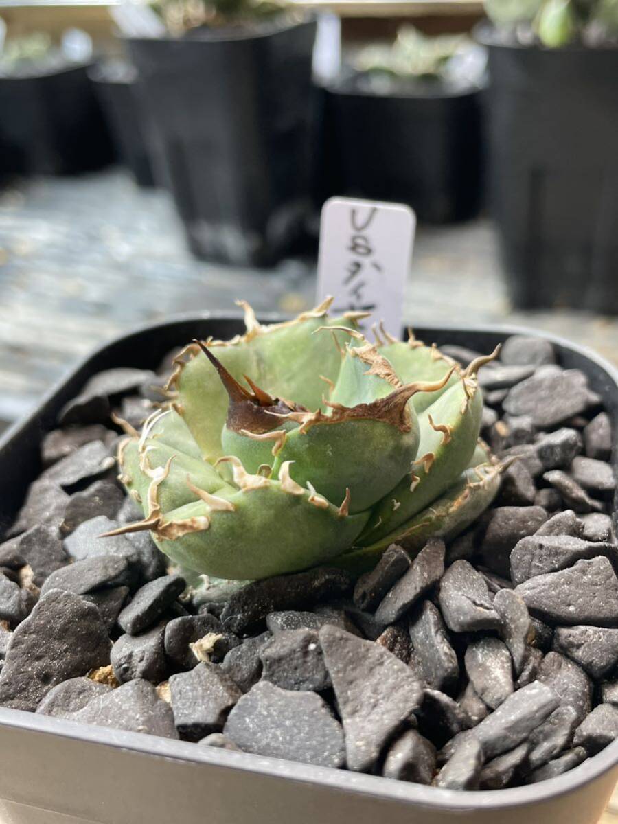 【mt.fuji産発根済み子株】USダイヤモンド アガベ チタノタ 狂刺 AGAVE TITANOTA 【mr.kusamura】の画像1