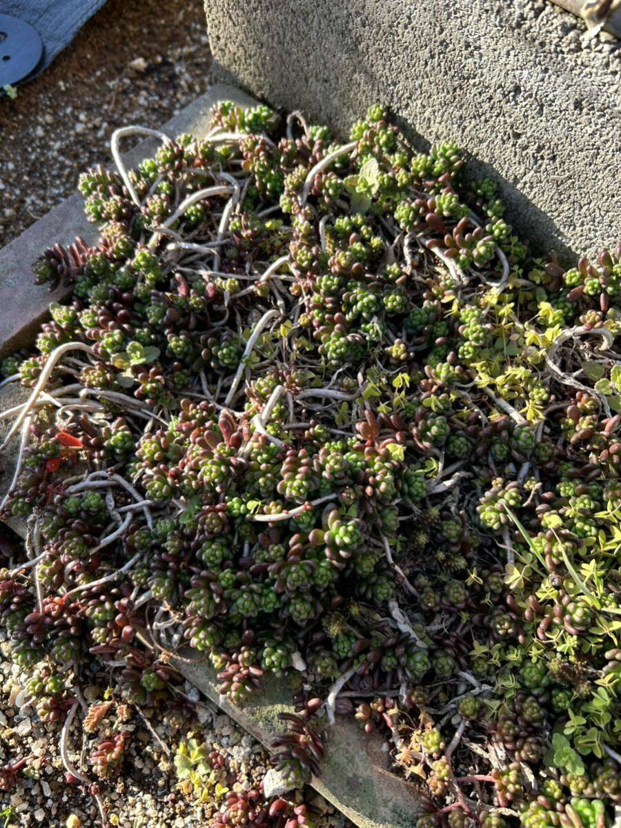 多肉植物 セダム　タイトゴメ　10カット　_画像2