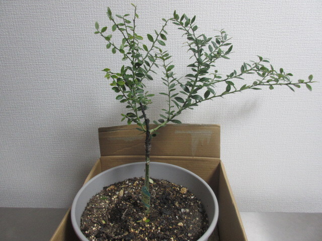 champagne rose * rare kind * finger lime * connection tree seedling 2 year * goods kind decision seedling * forest. caviar * Australia . production *1 jpy start 