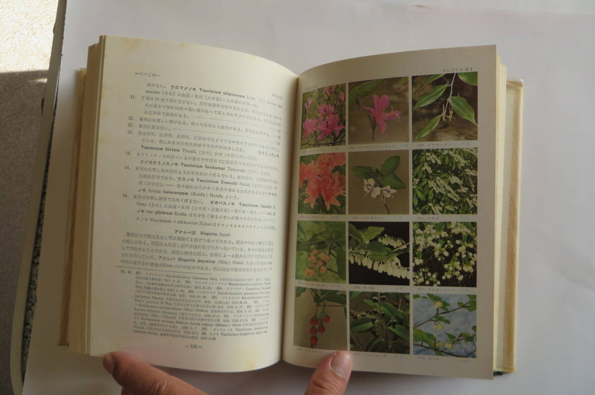 7408 原色 日本樹木図鑑 保育社の原色図鑑 19　1970年 昭和45年 最終出品_画像9