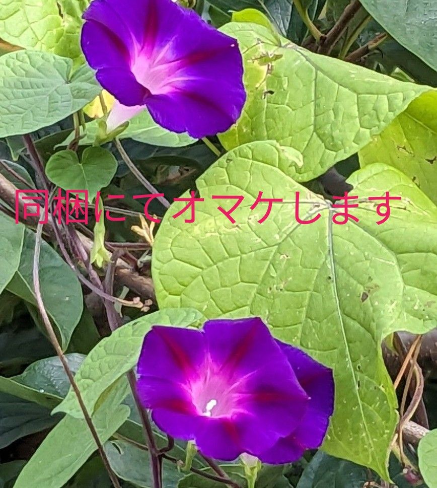 朝顔の種　紫　白　青系　