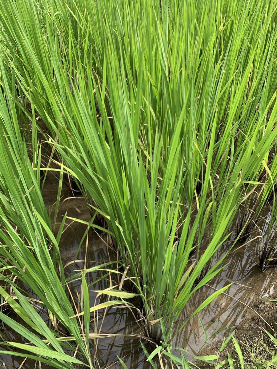 黒米　古代米　種籾　無農薬栽培　15g以上　約500粒_画像4