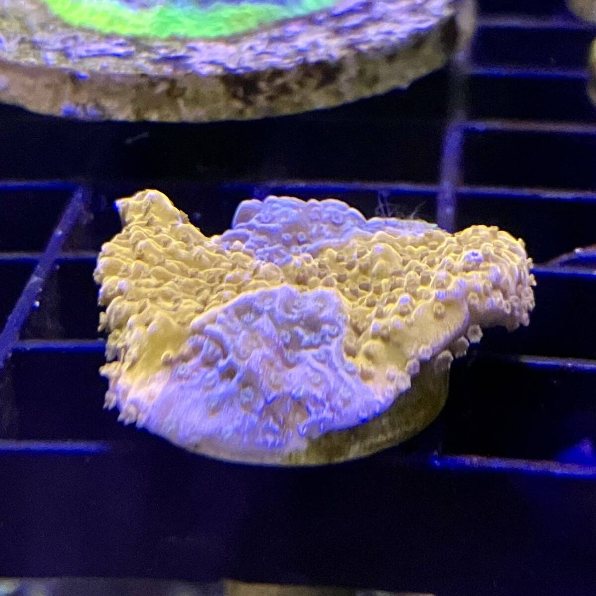 【同梱可能 即決】レッド×パープル　grafted montipora コモンサンゴ　フラグ　グラフテッド　ウスコモン_画像2