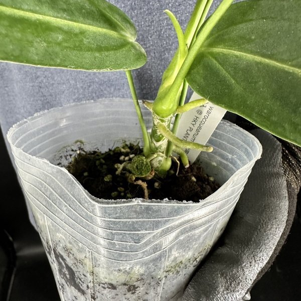 Y016[ large stock ]Anthurium warocqueanum ( Taiwan stock )[3/26 import * Anne abrasion um*waroke hole m*a Lloyd ]