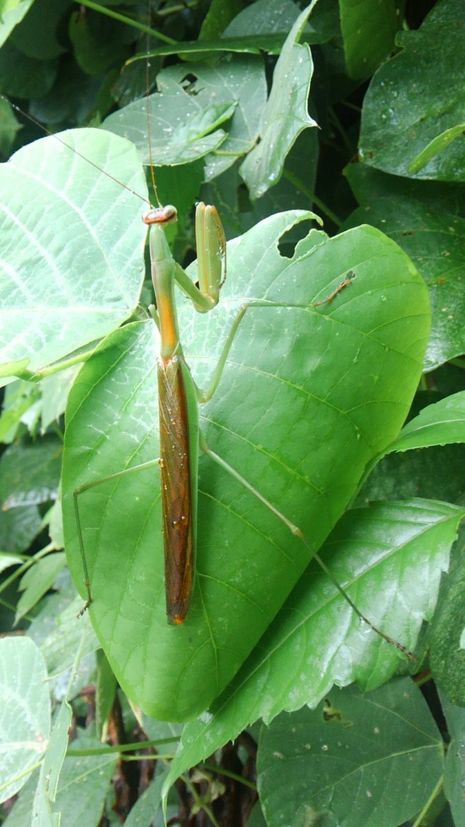 ♪♪♪　【毎年大人気です！！　】オオカマキリの卵のう2個　♪♪♪_画像7