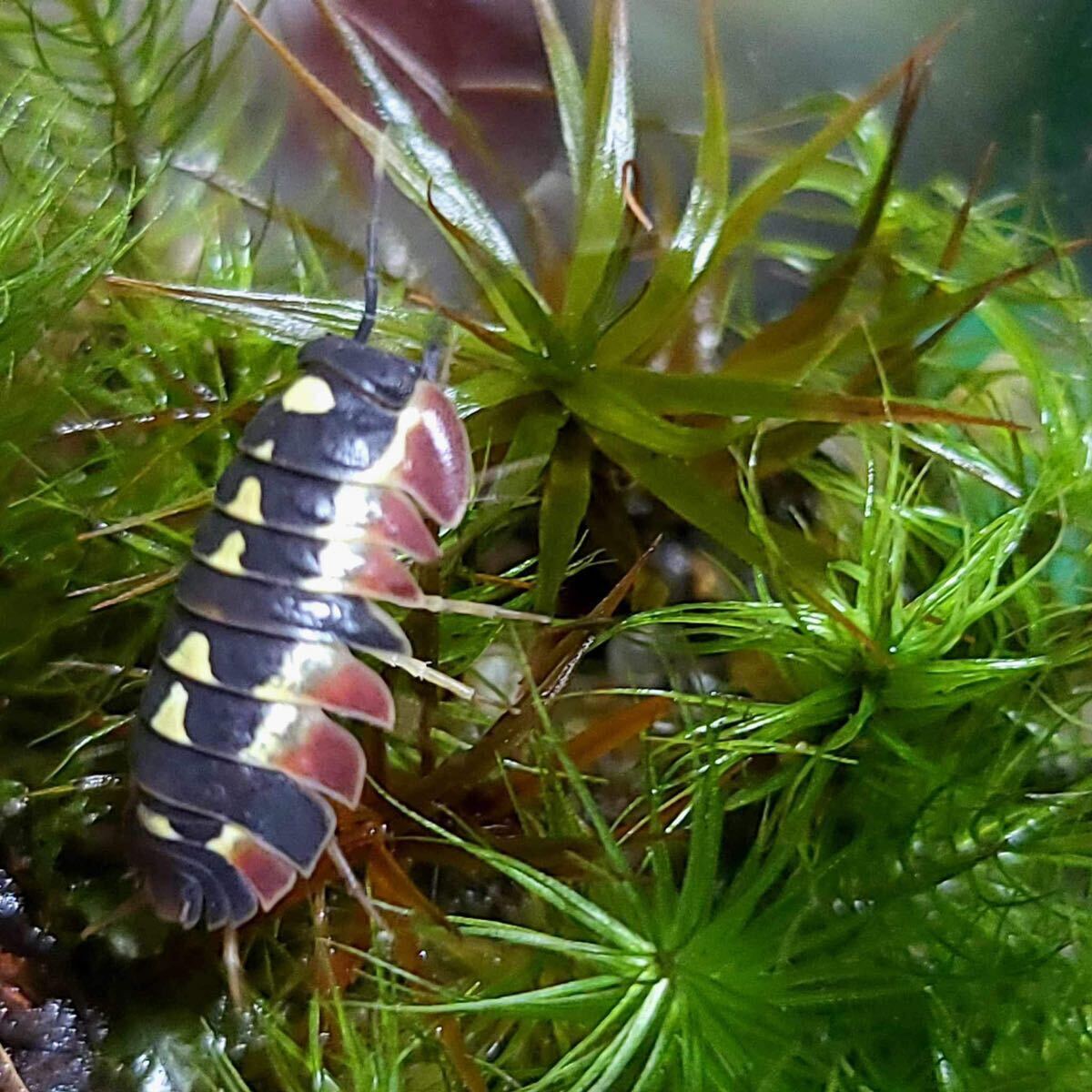 レッドディアブロ　5+1匹　meruranella sp.red diabloメルラネラ ダンゴムシ　奇蟲　昆虫　ワラジムシ_画像2