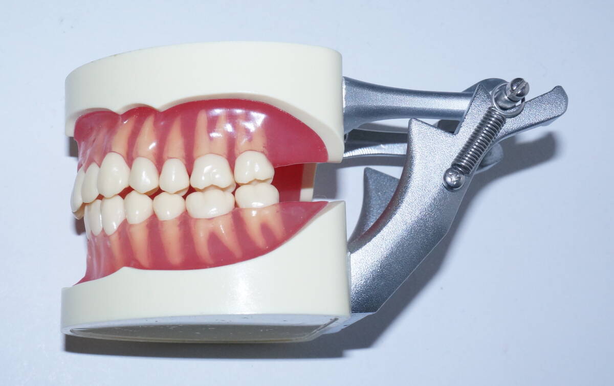歯科 模型 ニッシン 複製歯牙着脱模型 ANA3003 UL JCP D 28 顎模型 NISSIN マネキン 歯科衛生士 技工 資料 ペリオ 説明_画像3