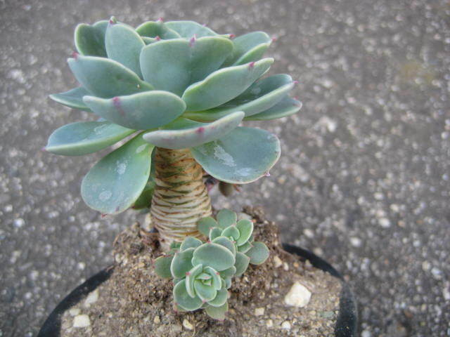 （ 七福神 ） １０ｃｍ位の鉢植え_画像7