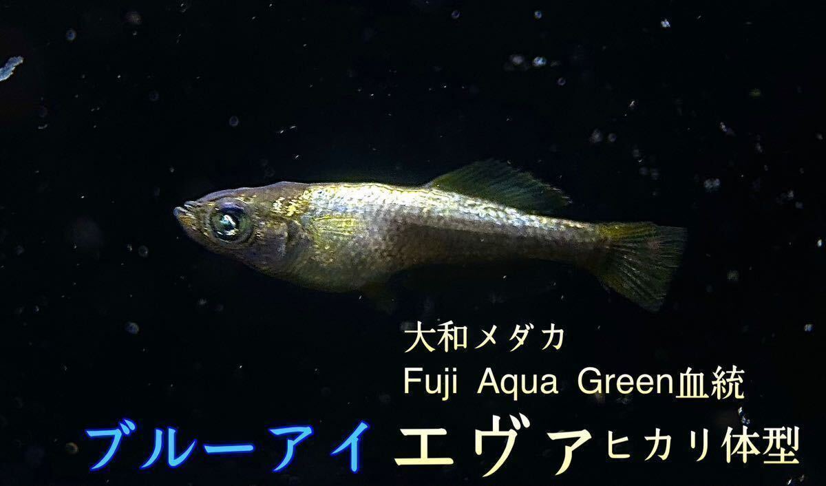 【大和メダカ】Fuji Aqua Green血統 エヴァ ブルーアイ 極上個体 有精卵20+α (フロマージュ、ハイビスカス、サンシャイン)の画像1