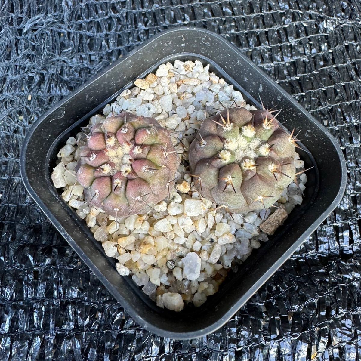 狐竜丸2本　実生 Copiapoa cinerea v. columna-alba_画像6