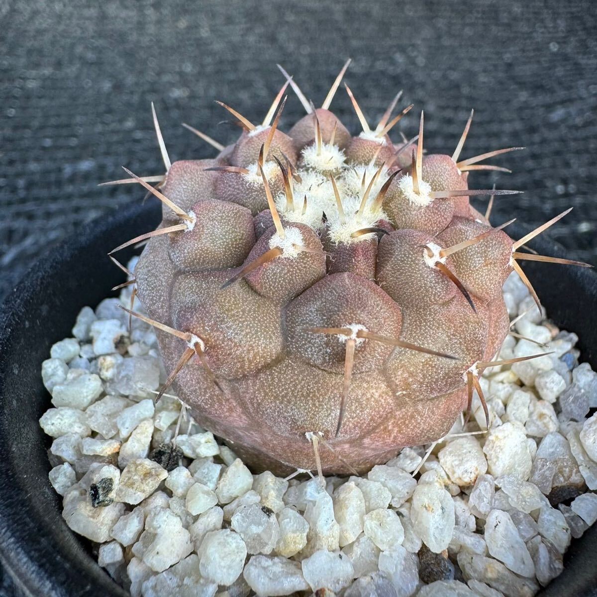 狐竜丸　実生 Copiapoa cinerea v. columna-alba_画像3