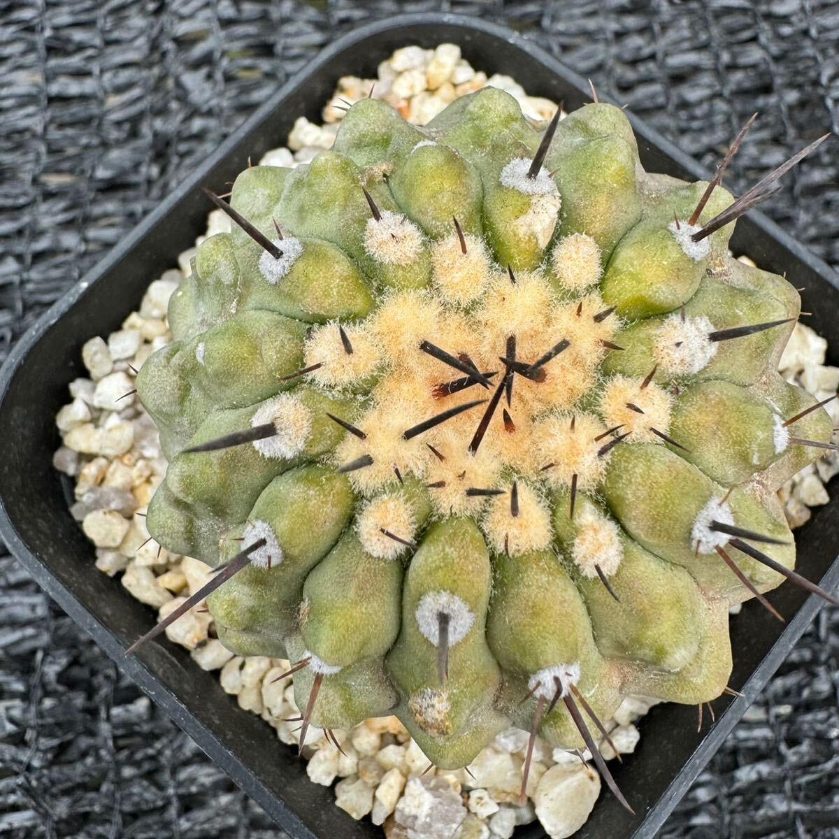 狐竜丸　実生 Copiapoa cinerea v. columna-alba_画像4