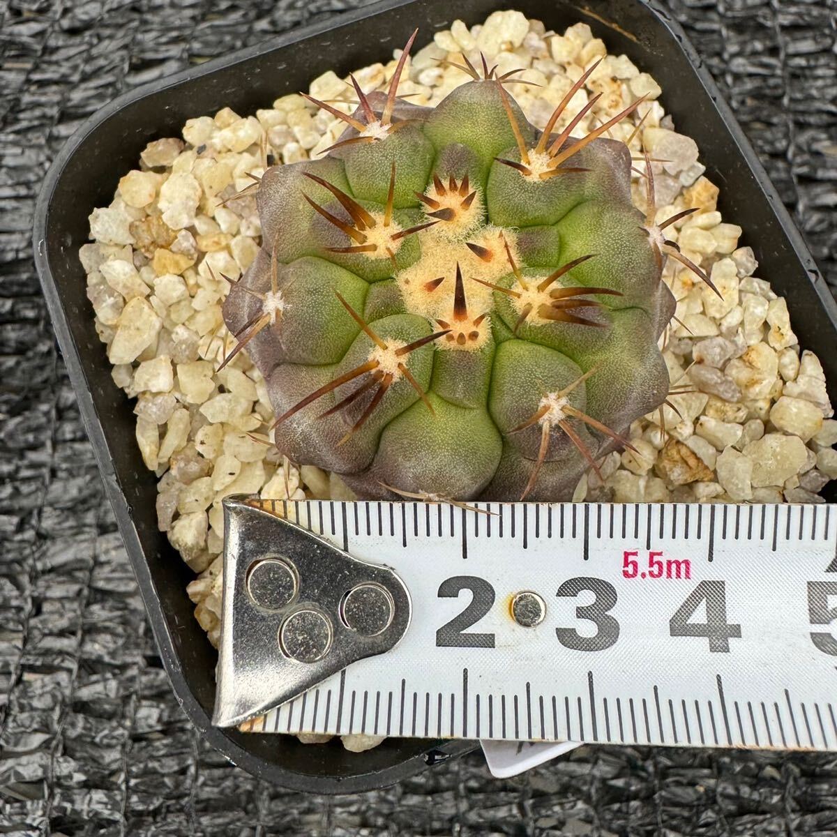 　Copiapoa sp 実生 （黒王丸×カルデナラ）×狐竜丸 （cinerea×calderana）× Copiapoa cinerea v. columna-alba _画像6