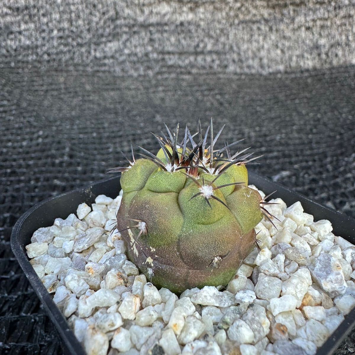 Copiapoa sp錦　実生 （黒王丸×カルデナラ）×dura （cinerea×calderana）×dura_画像5