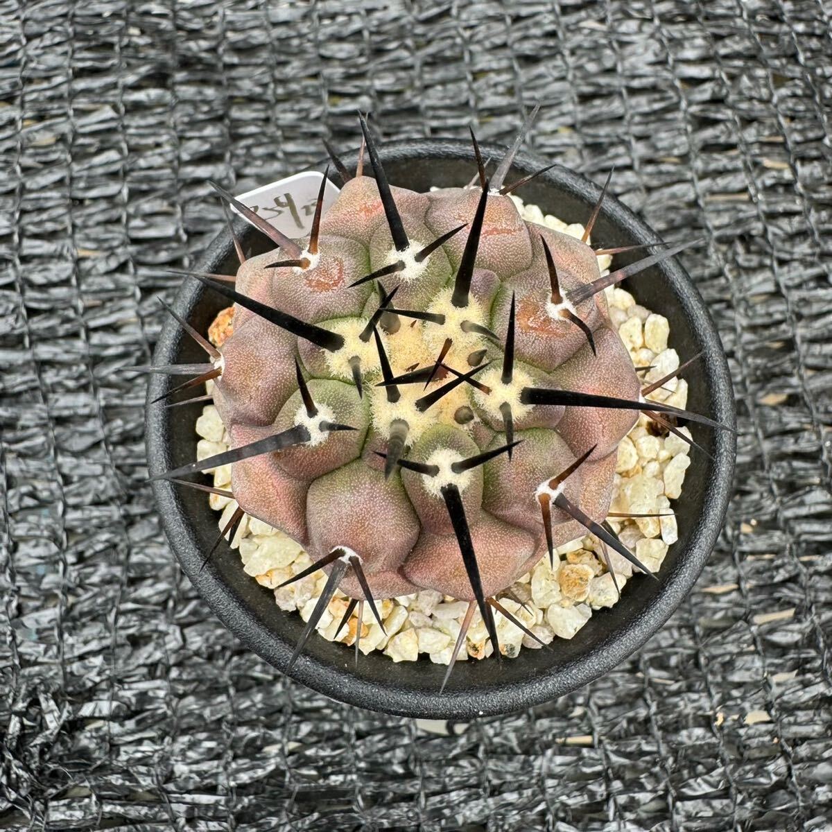 黒王丸　実生 Copiapoa cinerea_画像8