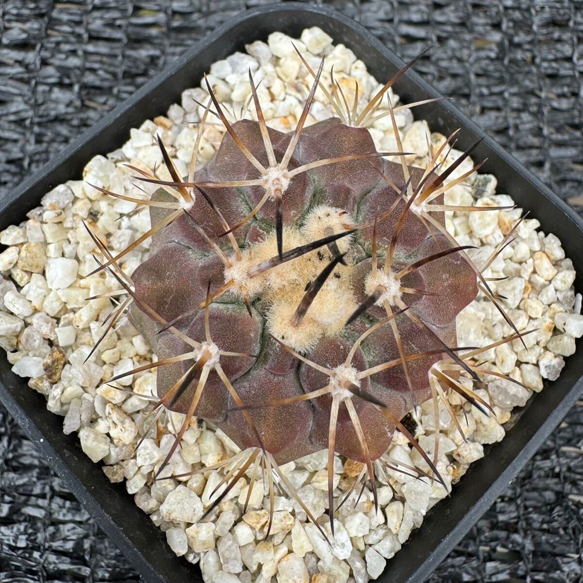 Copiapoa sp 実生 （黒王丸×カルデナラ）×黒王丸 （cinerea×calderana）×Copiapoa cinerea _画像7