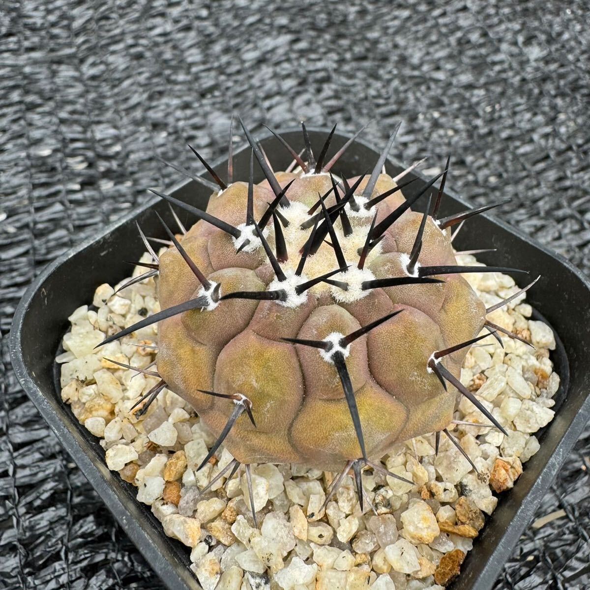 黒王丸　実生 Copiapoa cinerea_画像2