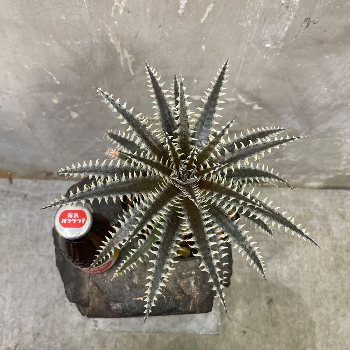 ［Pof］Dyckia (Mercury × Arizona F2)× Jaws ディッキア(マーキュリー× アリゾナF2)×ジョーズ_画像7