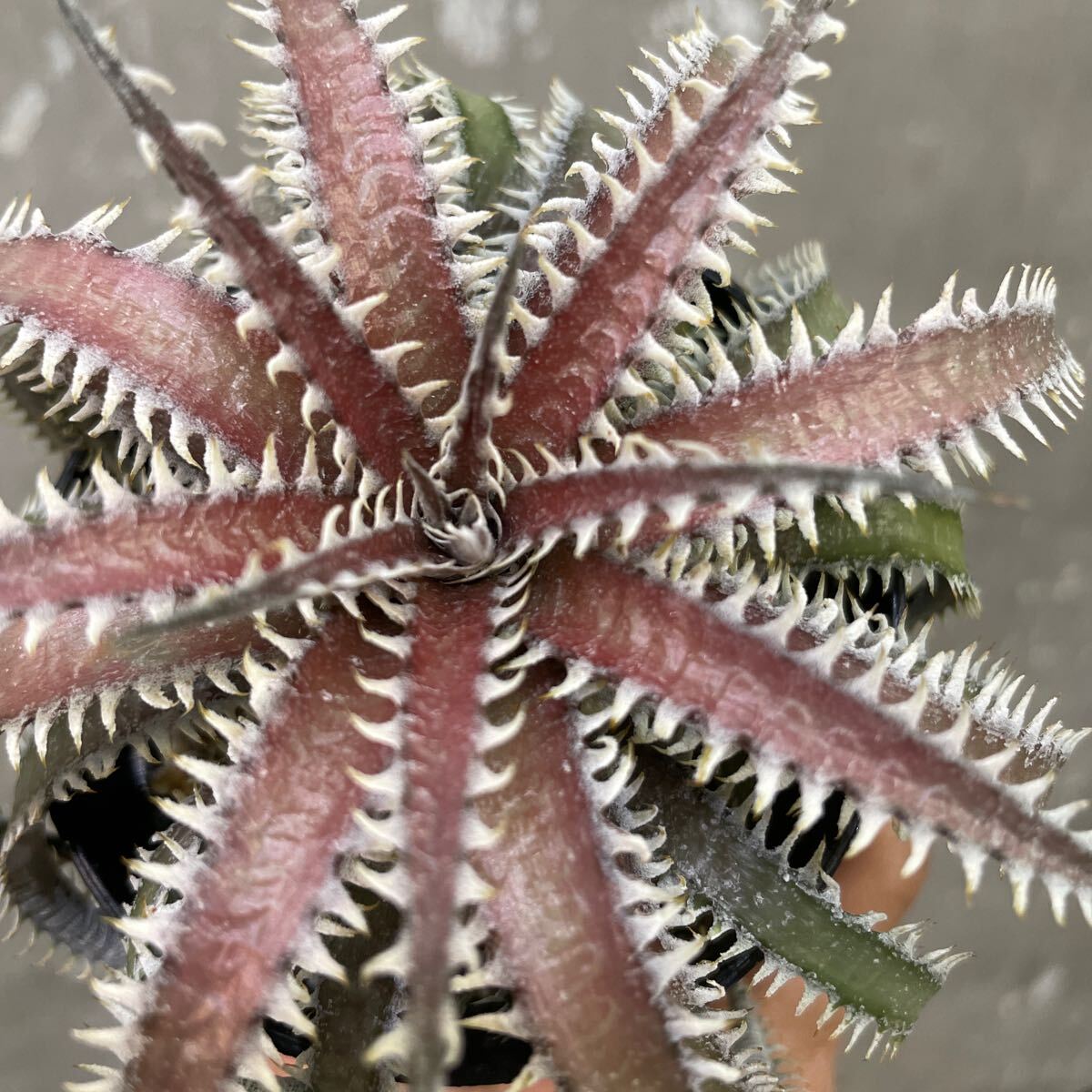 ［Pof］Dyckia California × 4OJ5 xx1-3 ディッキア・カリフォルニア×フォースオブジュライシリーズ xx1-3_画像2