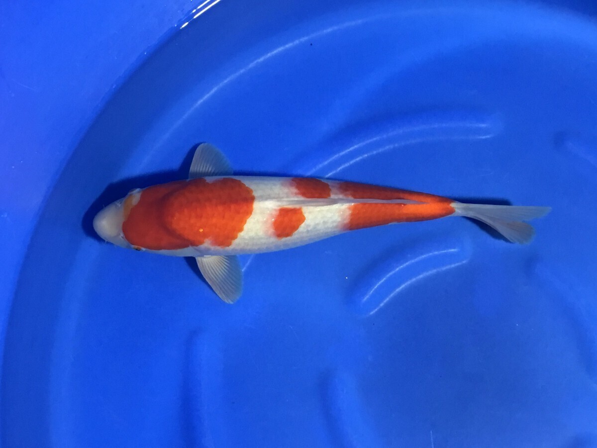 紅白②　２才　メス　47㎝(大型魚につき同梱不可)_画像4