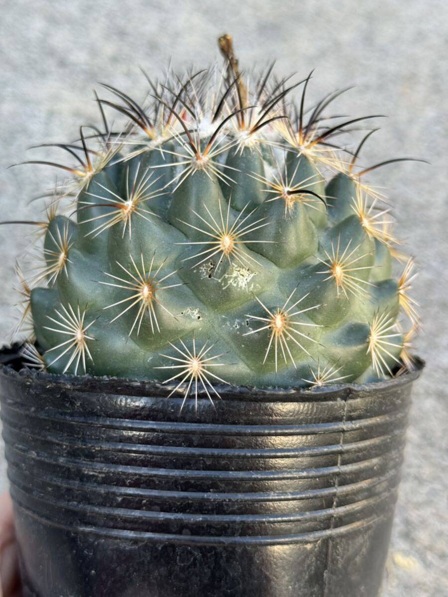 9 コリファンタ クラシキー 台付き・サボテン 多肉植物 coryphantha kracikii _画像8