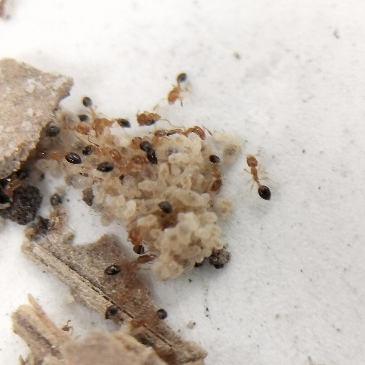 ヒメアリ女王蟻6匹以上+ワーカー約60匹くらい+幼虫の画像2