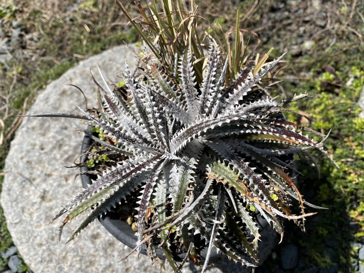 【 Dyckia South Bay x Arizona #9 Select Sueb hybrid 】 ディッキア アナナス_画像1