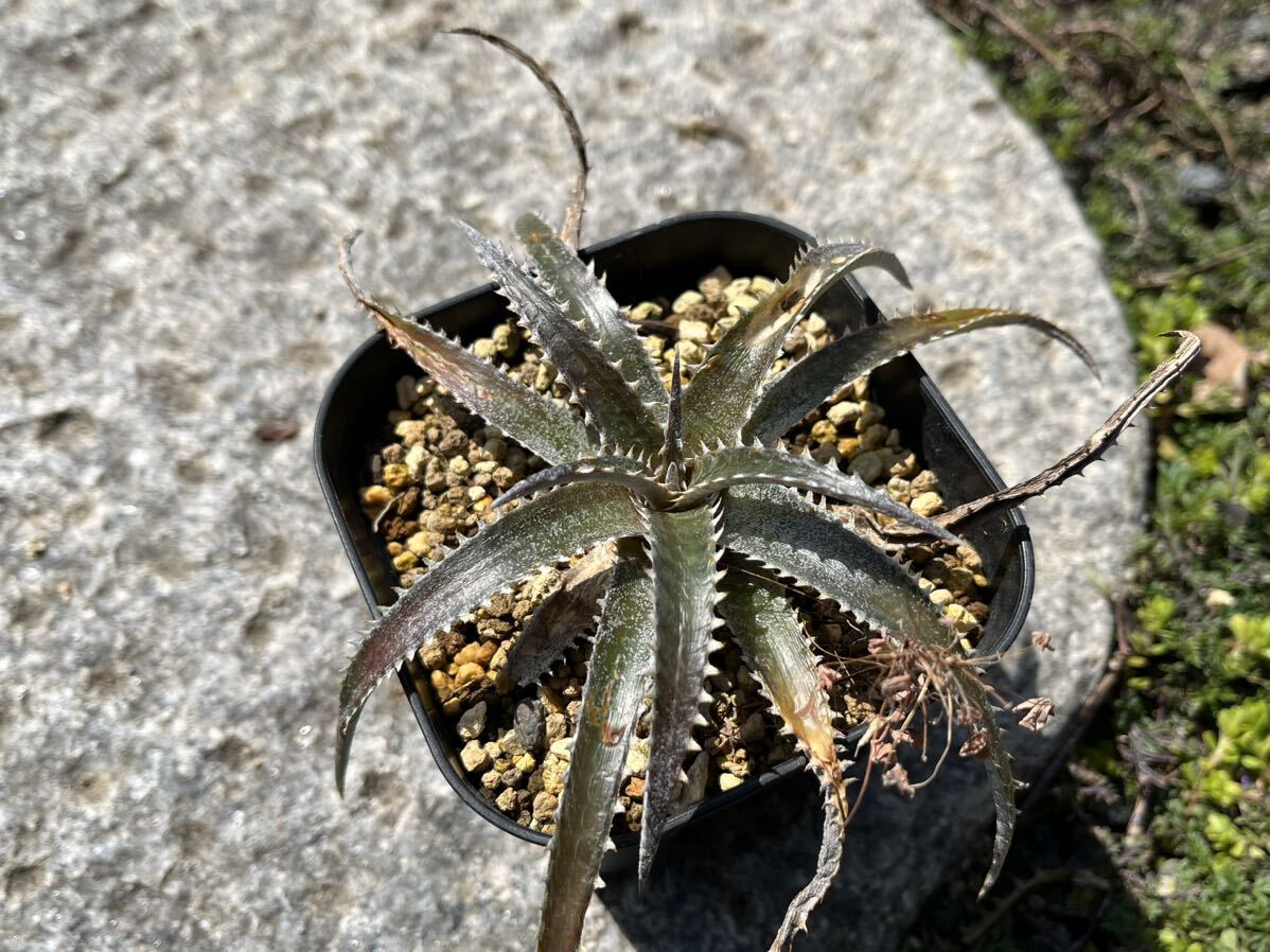 【 Dyckia California 】 ディッキア アナナス_画像1