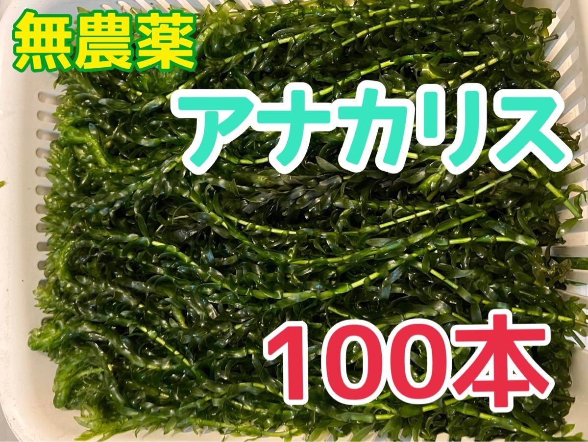 無農薬 アナカリス 100本 エビ金魚ザリガニ熱帯魚水草メダカめだか オオカナダモ 餌 金魚藻 金魚草隠れ家数量限定