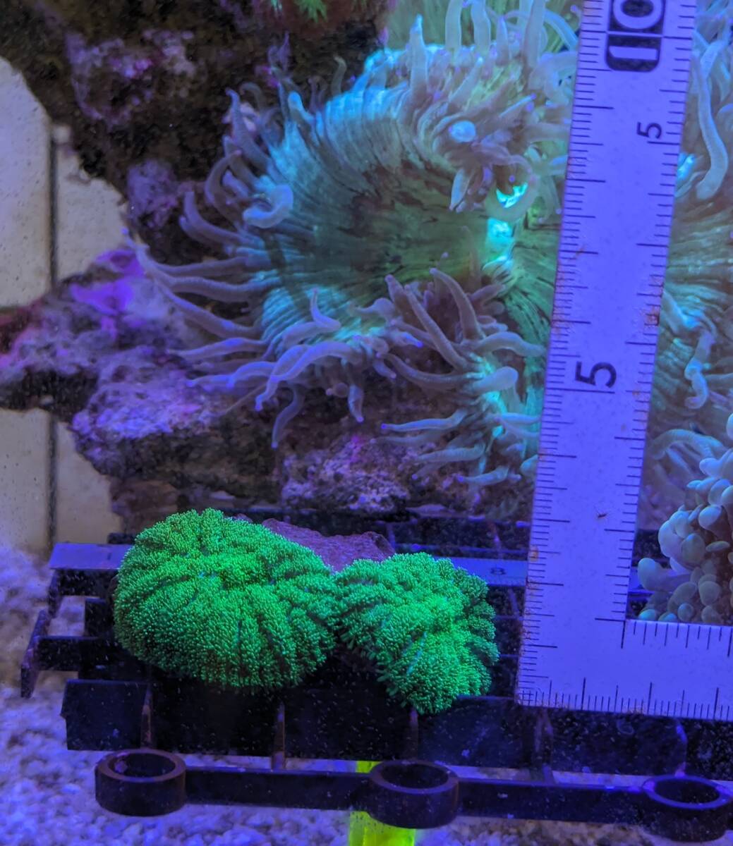 ディスクコーラル メタグリーン 強発光 福岡県から発送 サンゴ 珊瑚 フルメタグリーン Neon Green Rhodactis Mushroom_画像3
