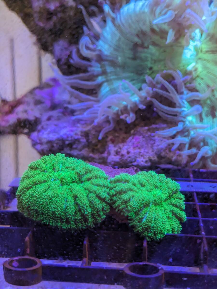 ディスクコーラル メタグリーン 強発光 福岡県から発送 サンゴ 珊瑚 フルメタグリーン Neon Green Rhodactis Mushroom_画像1