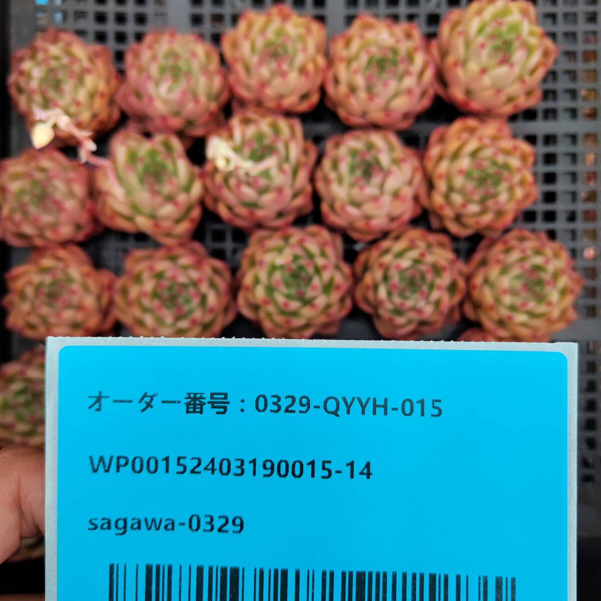 多肉植物25個 0329-QYYH-015 アンストーン エケベリア　カット 寄植え-　千葉MS基地 _画像3