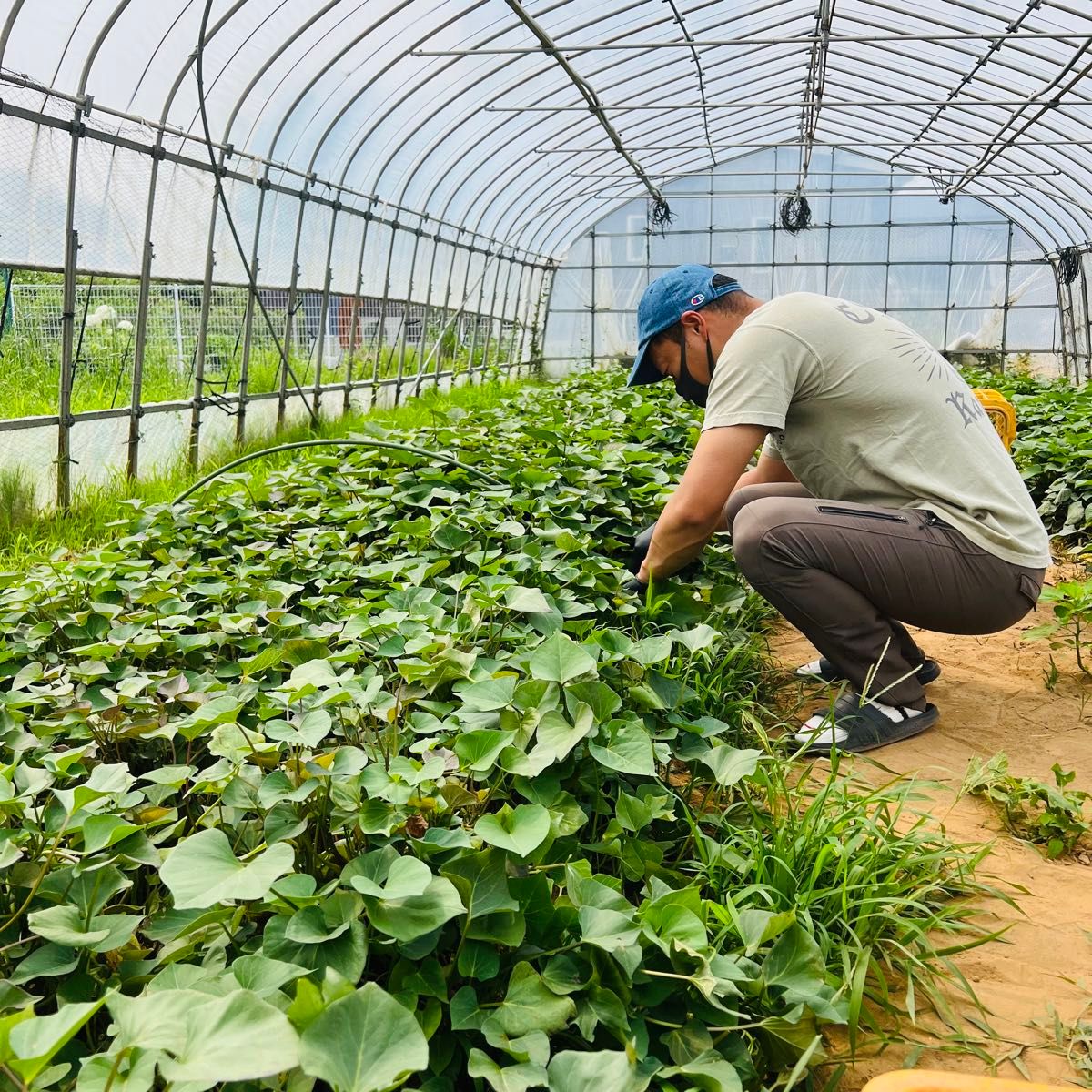 【熟成品】 10kg さつまいも 紅はるか 茨城県産  産地直送  甘い