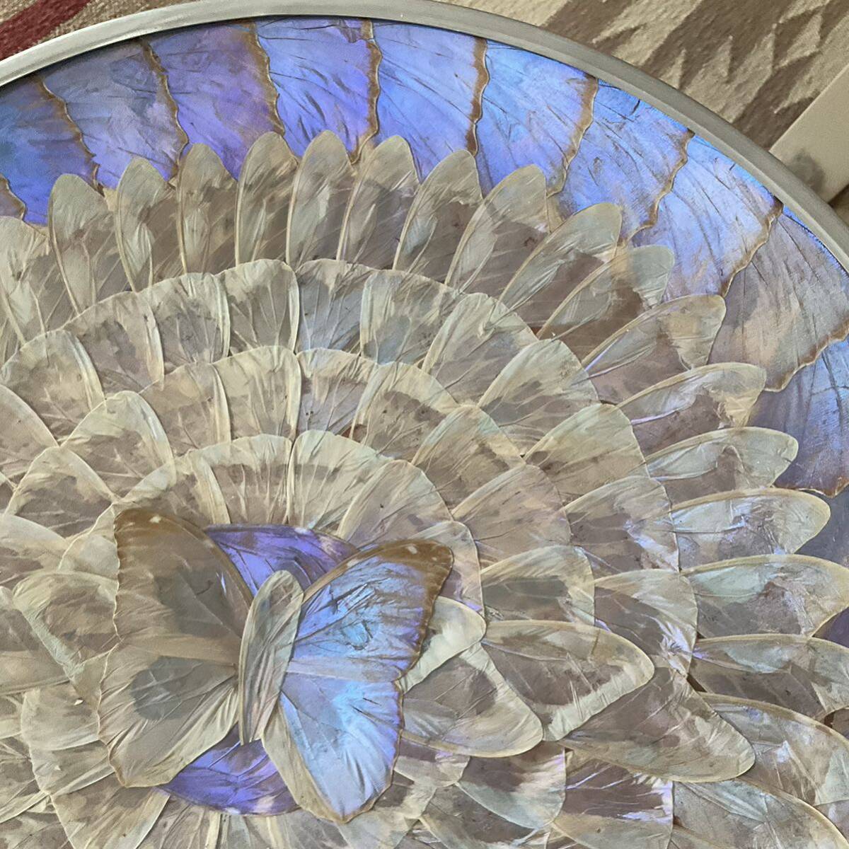 幸運の青い蝶 モルフォ蝶 標本飾り皿 38cmの画像1