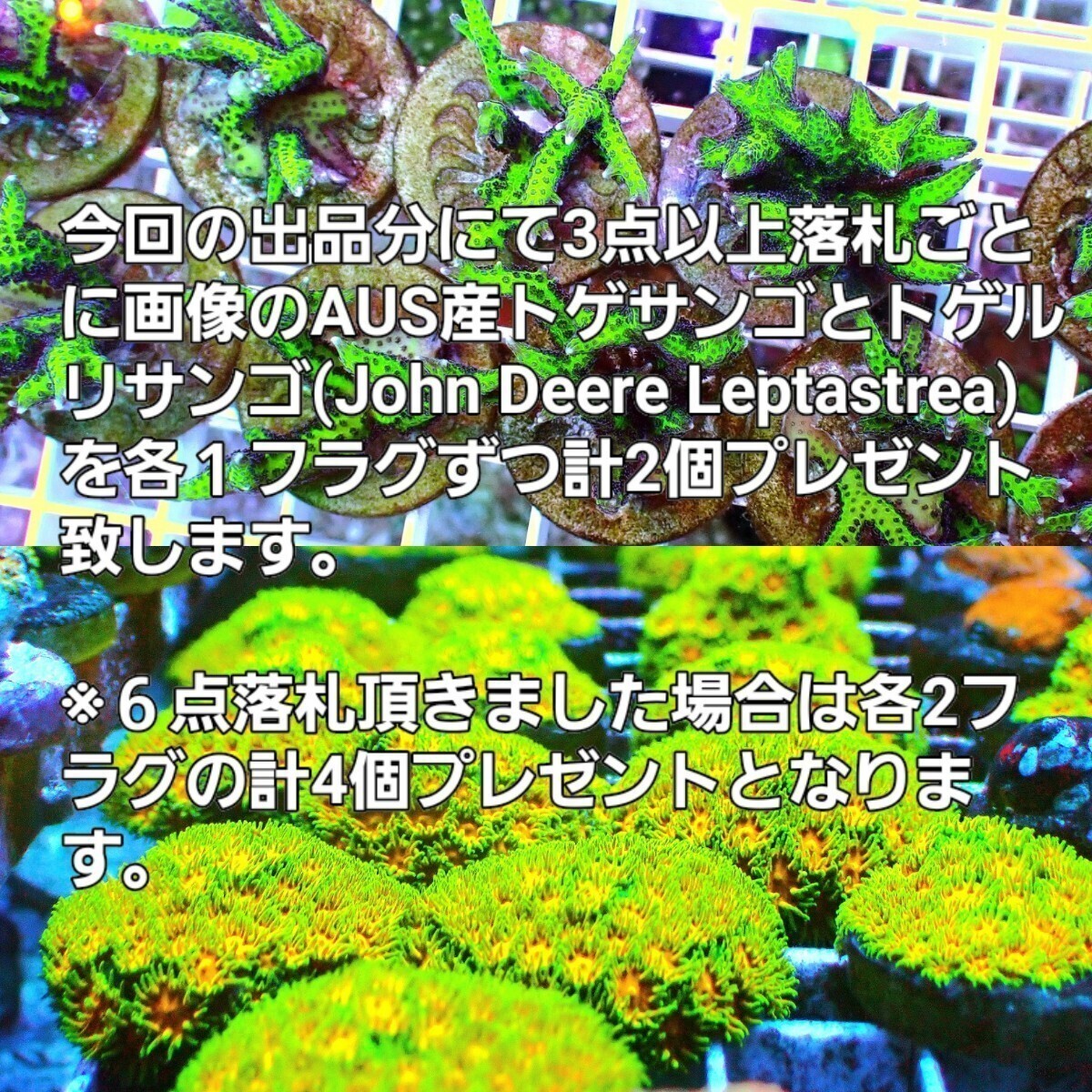 【サンゴプレゼント企画継続!！】[ Avatar Chalice (Echinophyllia sp.) ] キッカサンゴ_画像2