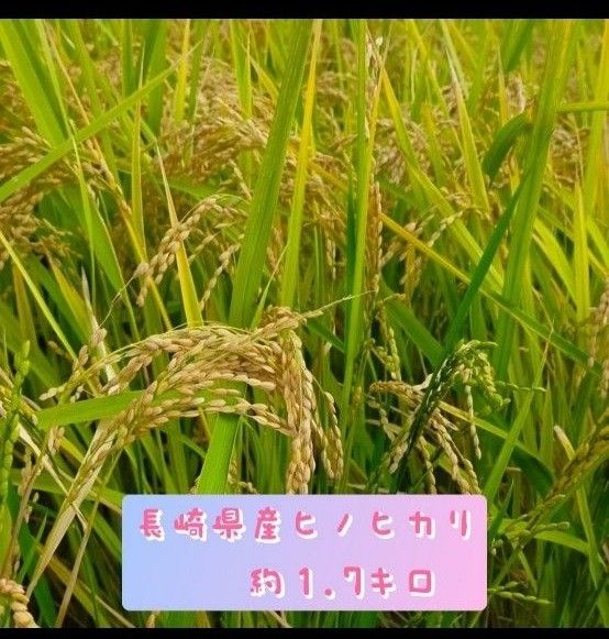 長崎県産　ヒノヒカリ　白米